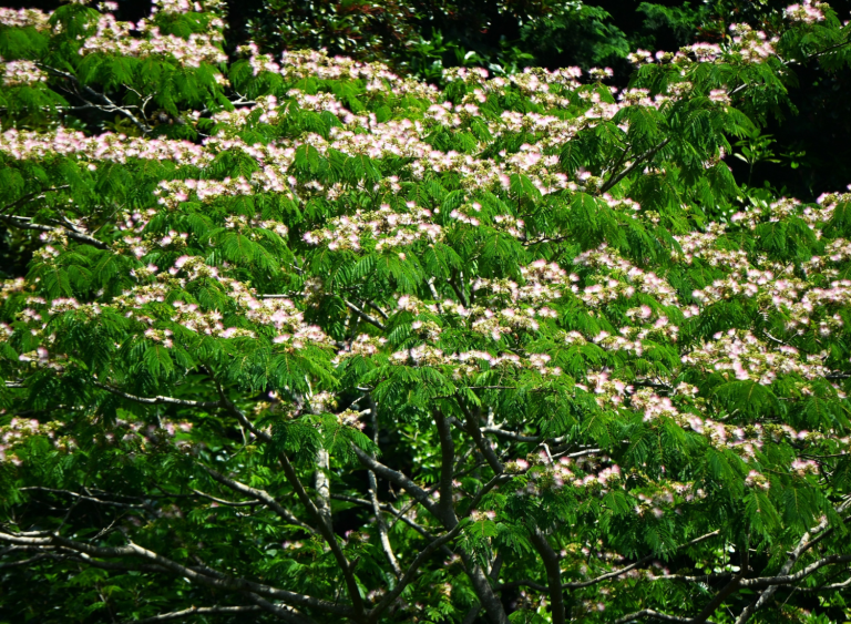 Albizia bois de chauffage : Pourquoi ne pas l’utiliser