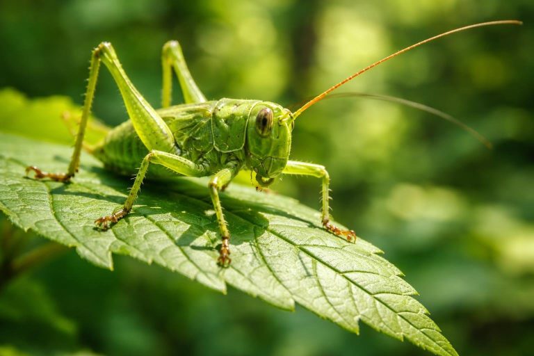 Grosse Sauterelle Verte : Taille, Description et Habitat