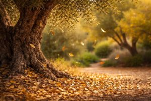 olivier-feuilles-automne-jardin-mediterraneen