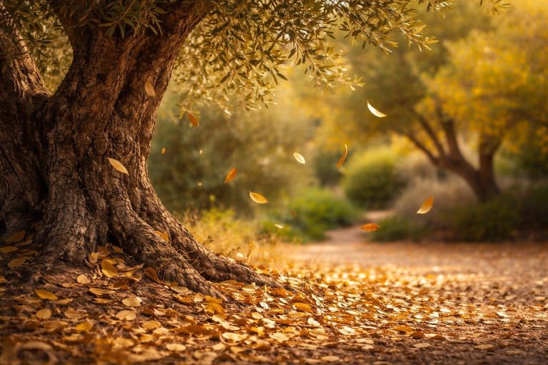 Olivier Perd ses Feuilles : Pourquoi et Que Faire ?