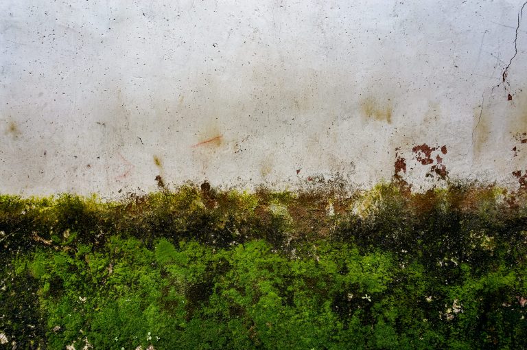 Pourquoi confier le traitement de l’humidité de vos murs à Murteriso ?