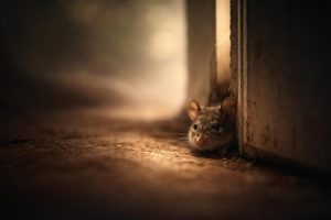 souris-cachee-seuil-porte-ombres